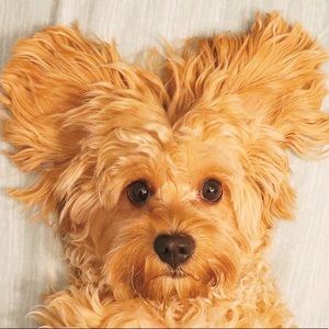 Meet your Posher, Wanda